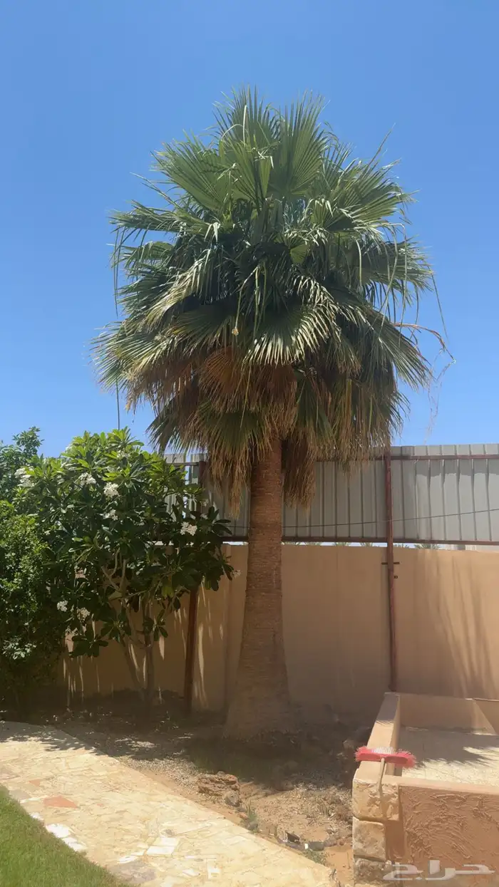 نخل واشنطني للبيع 1