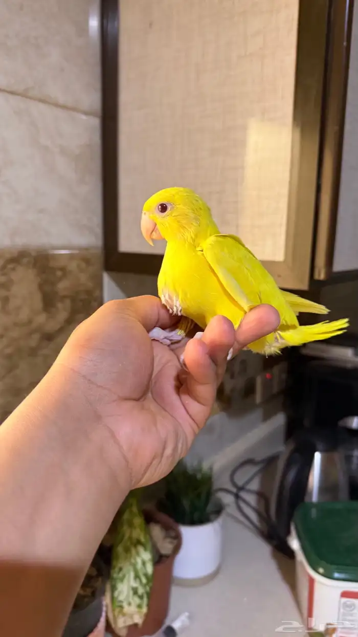 فرخ دره هولندي اصفر 0