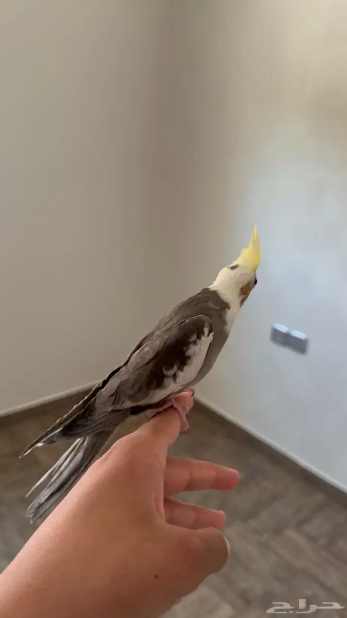 تم البيع والله يبارك لراعيه 4