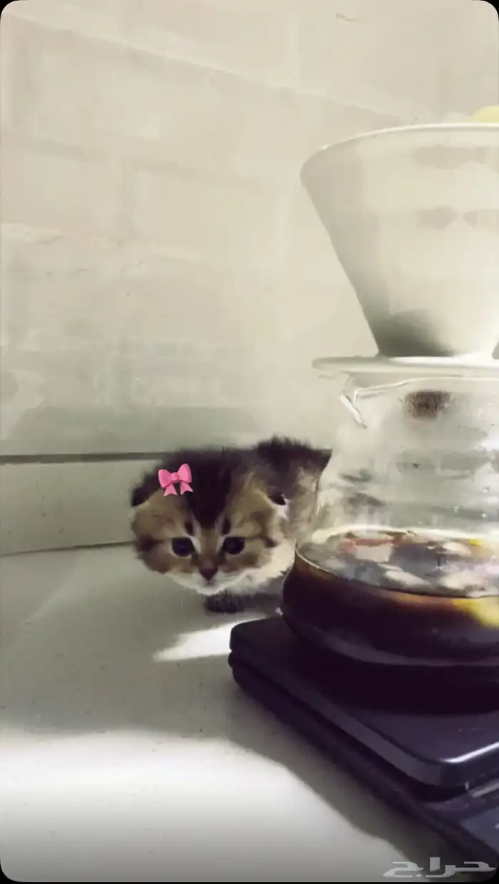 قطط سكوتش ستريت هجين 3