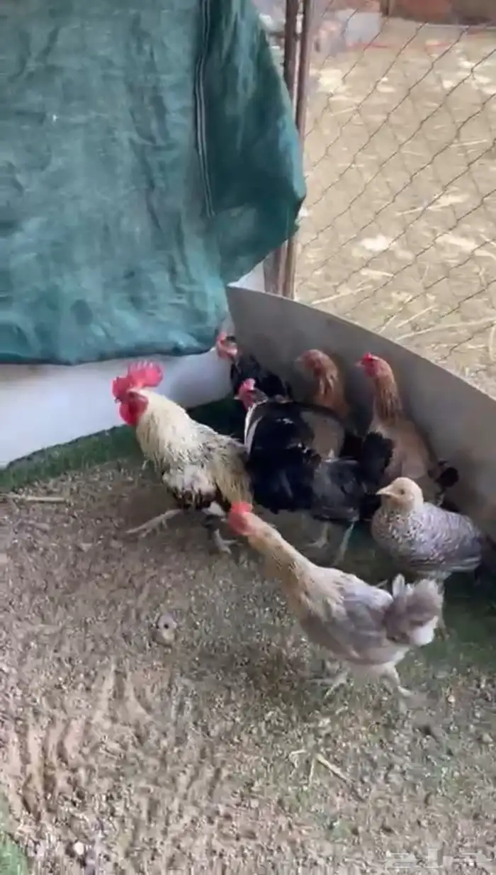 دجاج بلدي 2