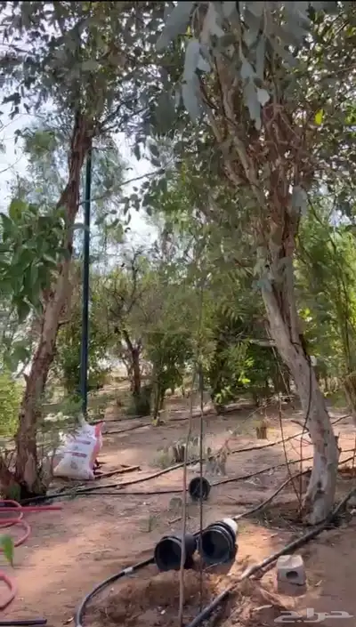 مزرعه اشجار الكين ( صيد ) بقريه الحنو 3