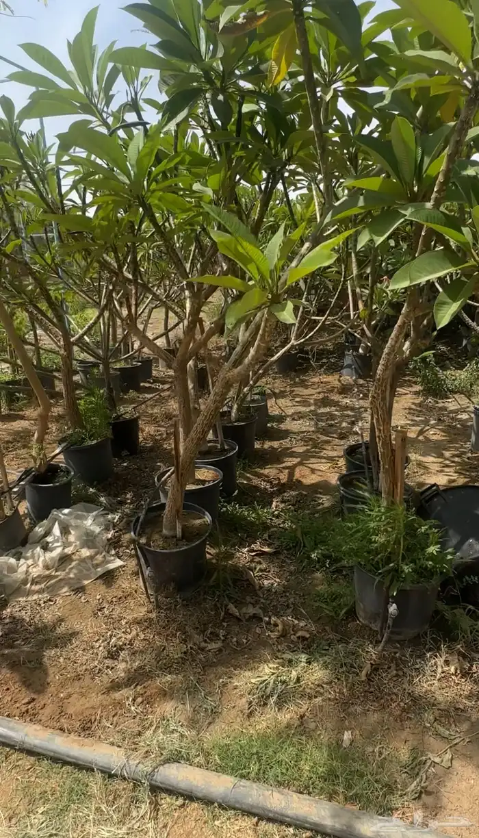 للبيع بالجملة جميع ( الأشجار والشتلات )بكافة احجامها  نجران 6