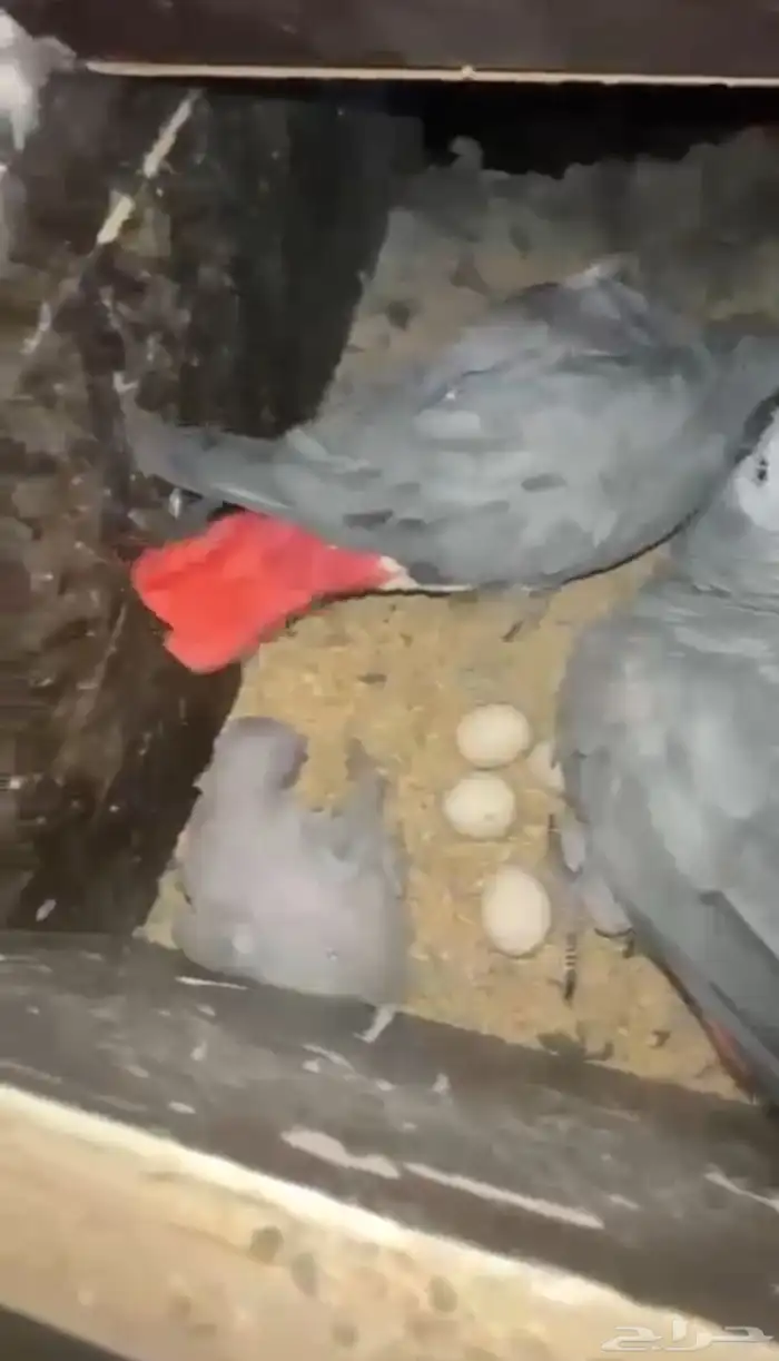 جوز كاسكو منتج 0