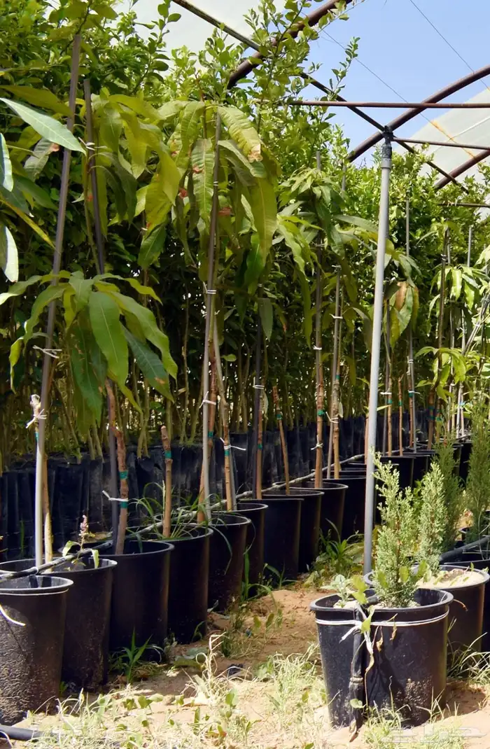 للبيع بالجملة جميع ( الأشجار والشتلات )بكافة احجامها  نجران 10