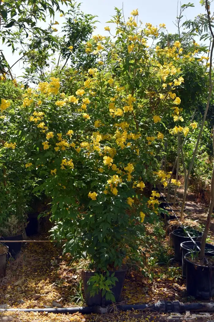 للبيع بالجملة جميع ( الأشجار والشتلات )بكافة احجامها  نجران 14