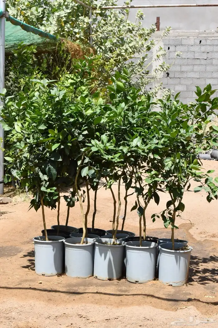 للبيع بالجملة جميع ( الأشجار والشتلات )بكافة احجامها  نجران 16