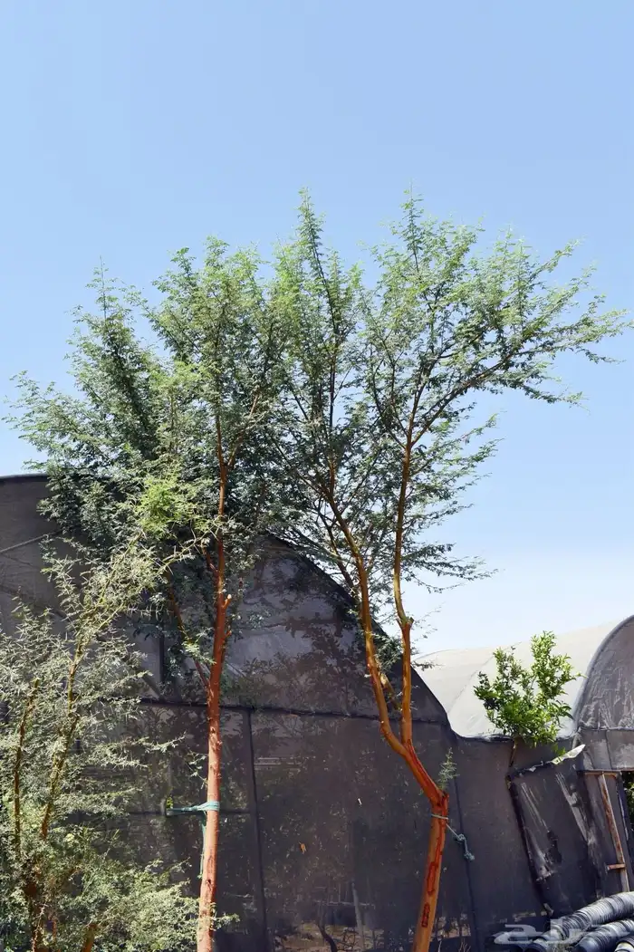 للبيع بالجملة جميع ( الأشجار والشتلات )بكافة احجامها  نجران 18