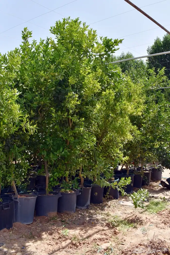 للبيع بالجملة جميع ( الأشجار والشتلات )بكافة احجامها  نجران 20