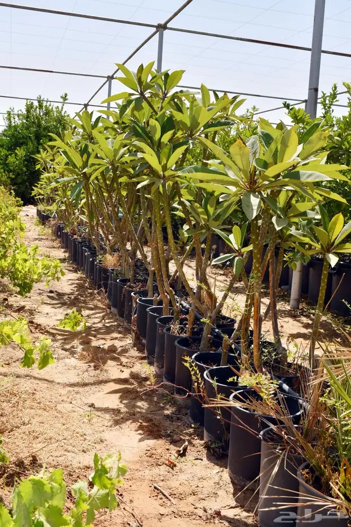 للبيع بالجملة جميع ( الأشجار والشتلات )بكافة احجامها  نجران 19