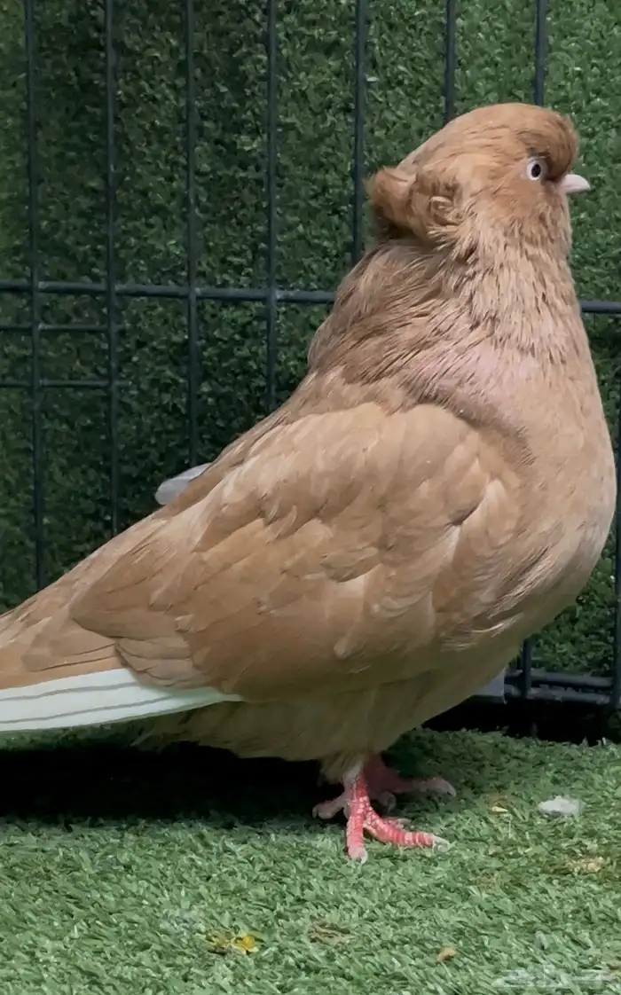 زوج دمستك منتج وثلاثة إناثي 5