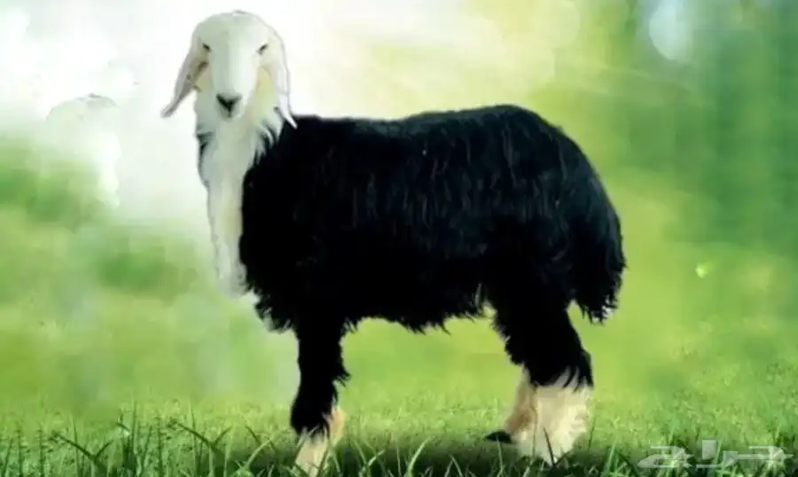 اضاحي الخير 0