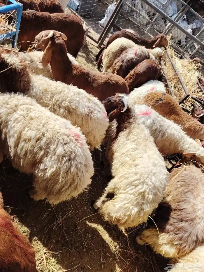 بربري وتيوس ونعيمي وسواكن 11