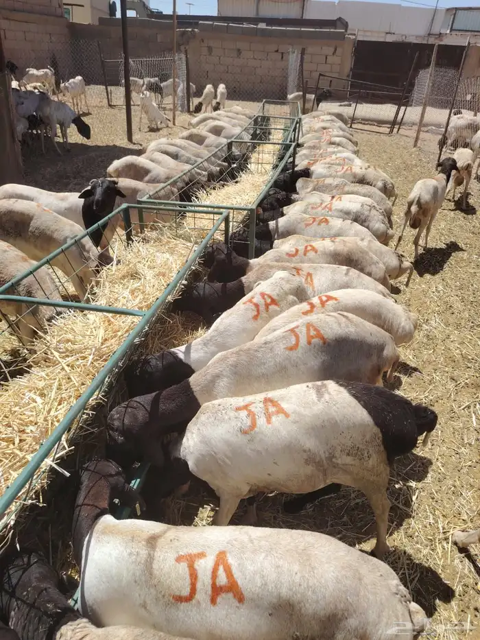 بربري وتيوس ونعيمي وسواكن 6