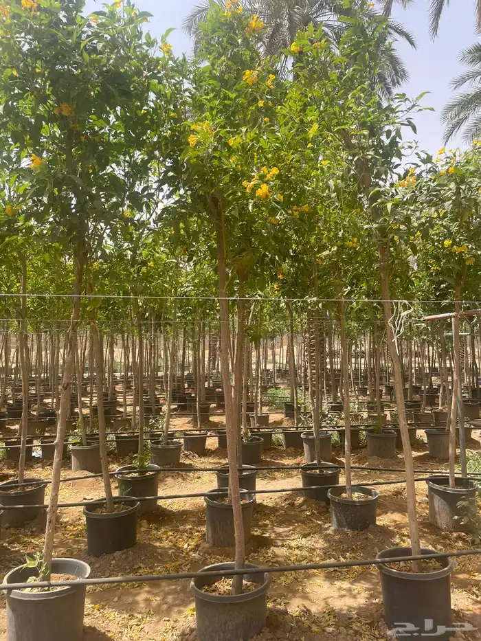 للبيع بالجملة جميع ( الأشجار والشتلات )بكافة احجامها  نجران 8