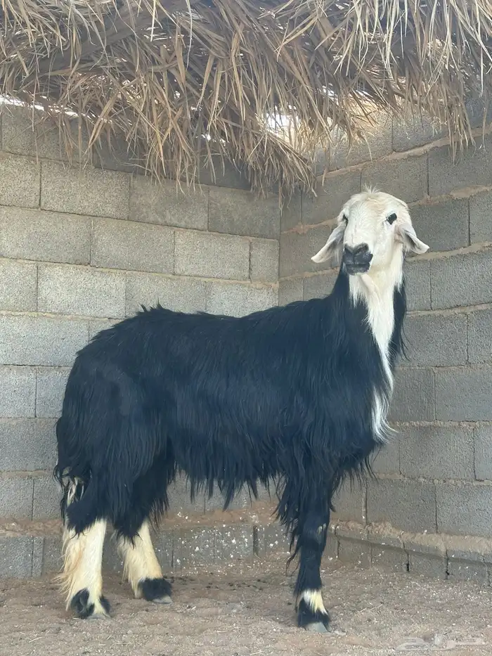 طلي نجدي للبيع 1