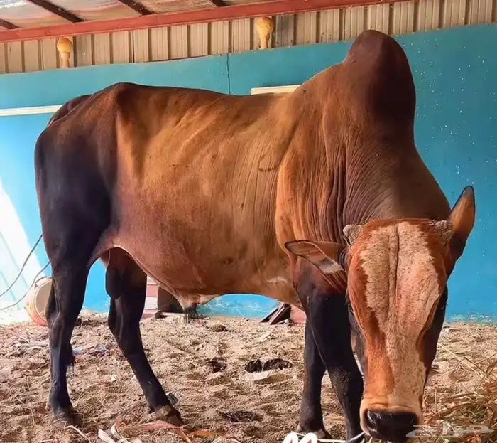 ثور فحل مشروط 0