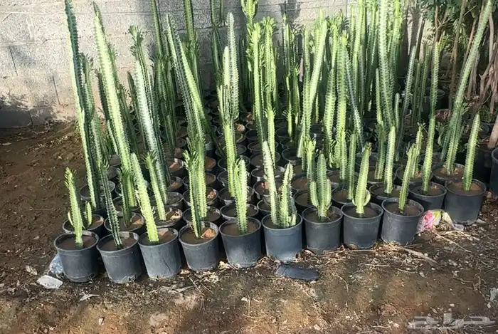 للبيع بالجملة جميع ( الأشجار والشتلات )بكافة احجامها  نجران 2