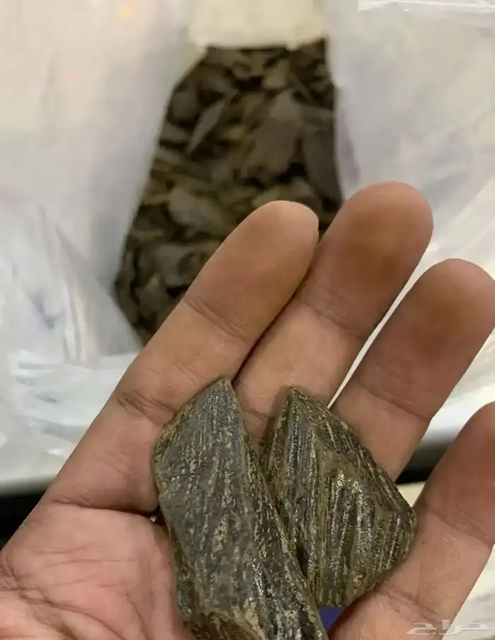 عود 0
