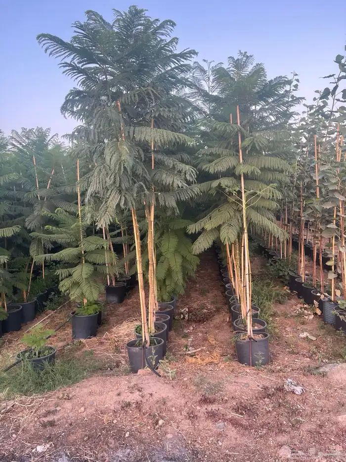 للبيع بالجملة جميع ( الأشجار والشتلات )بكافة احجامها  نجران 1