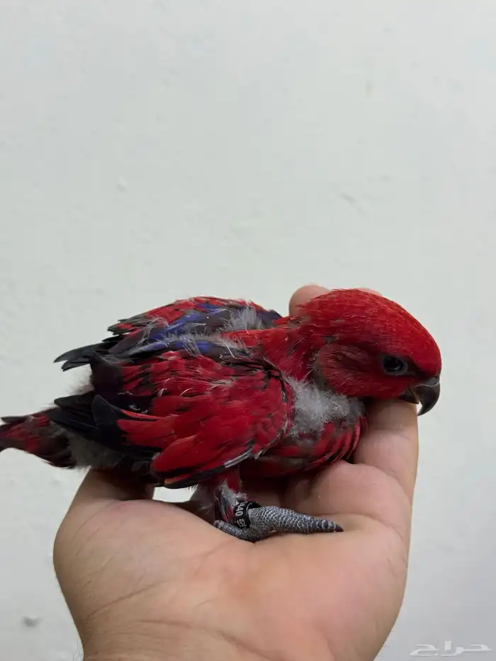 فرخ رد لوري غر توفر من جديد 2