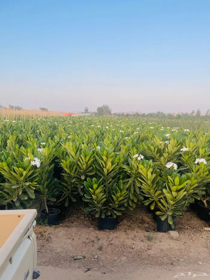 للبيع بالجملة جميع ( الأشجار والشتلات )بكافة احجامها  نجران 0
