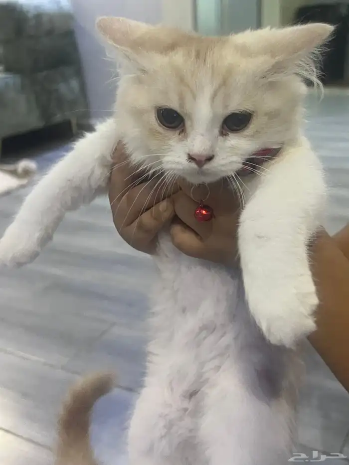 قطط للتبني 1