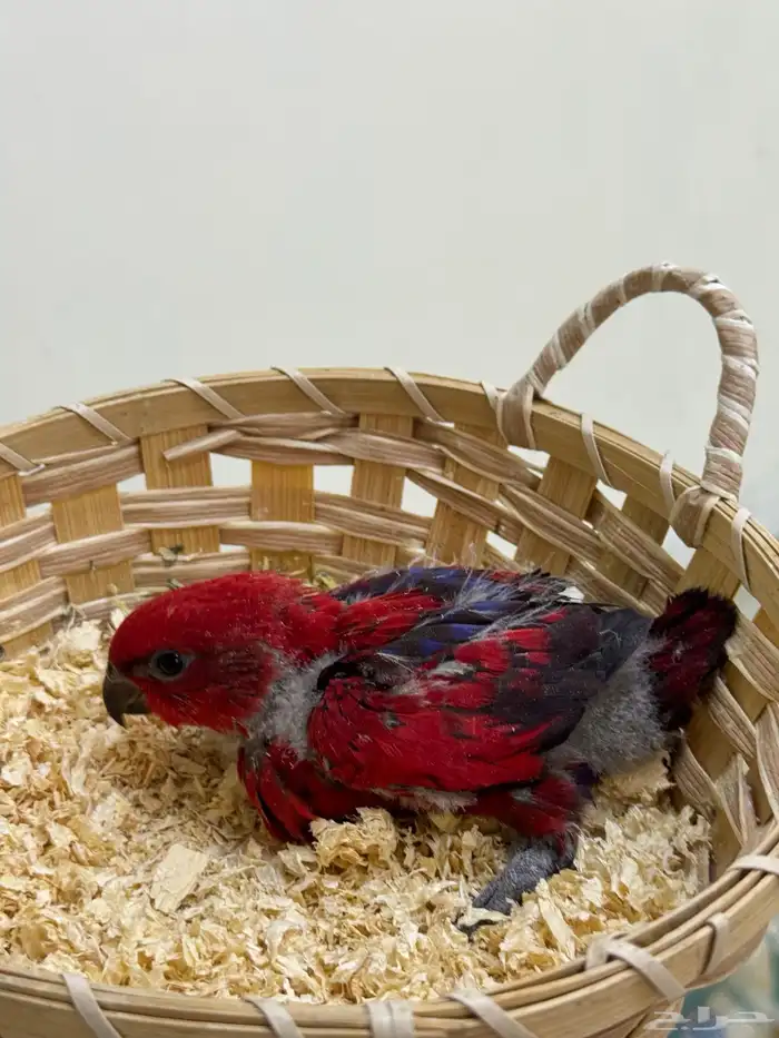 فرخ رد لوري غر توفر من جديد 1