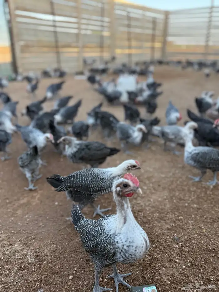 دجاج صوص فيومي .. تم البيع 6