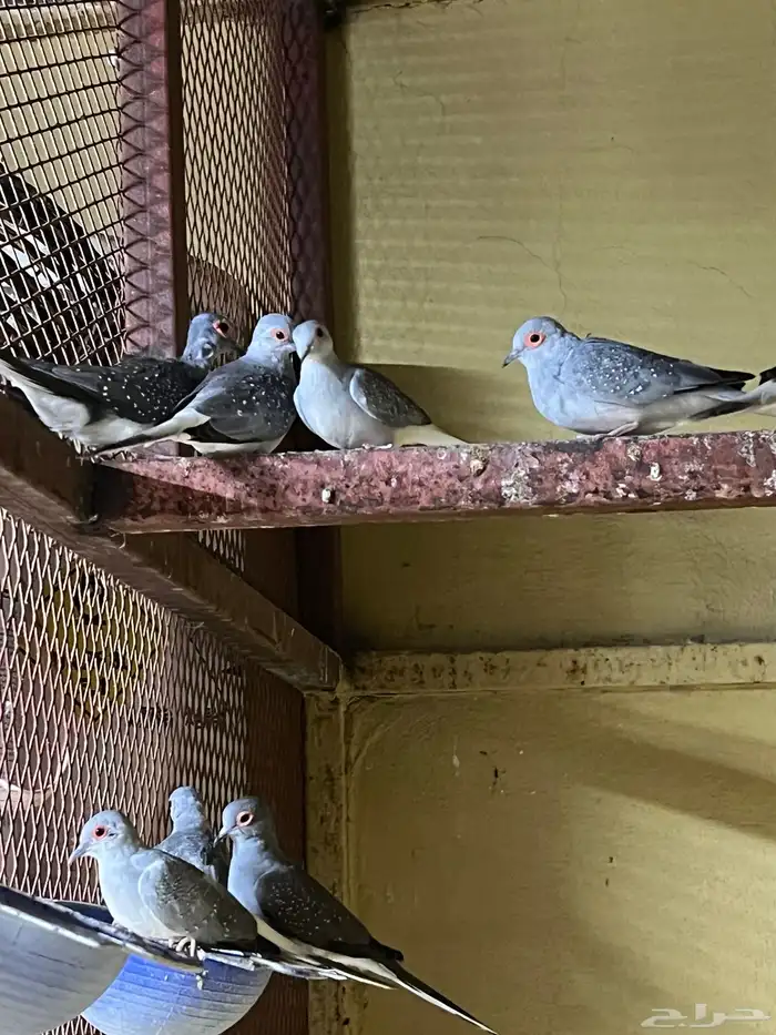 حمام ماسي منتج نظيف 1