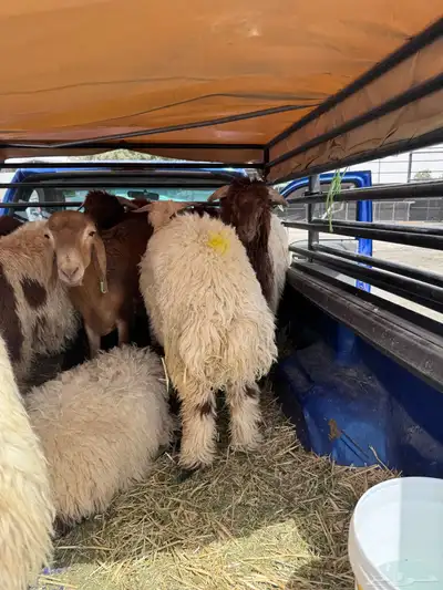ذبايح واضاحي نعيمي وحري وسواكني طيبه متوفر تمارا 9