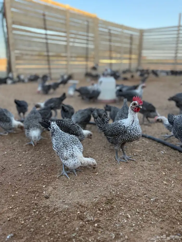 دجاج صوص فيومي .. تم البيع 2