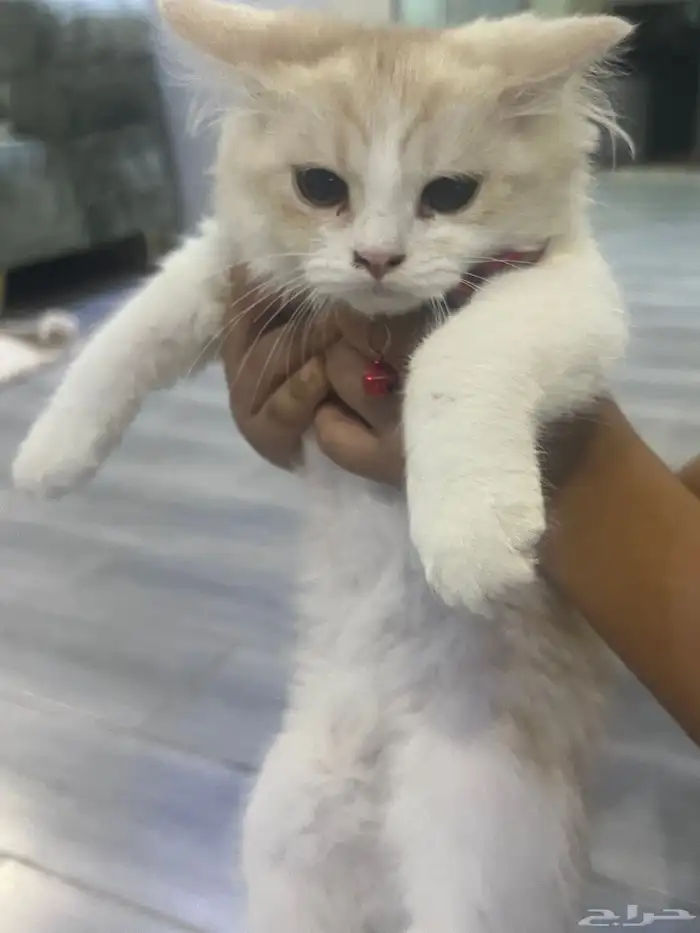 قطط للتبني 2