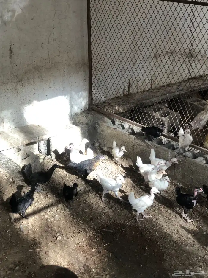 سمان بط دجاج صوص 1