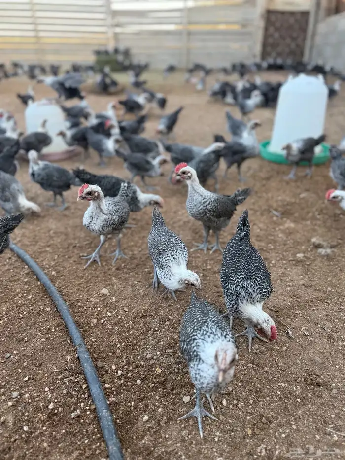 دجاج صوص فيومي .. تم البيع 7