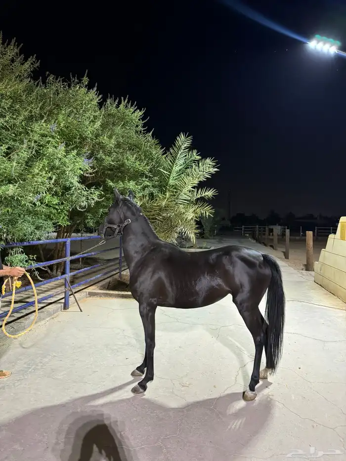 مهرة دهماء 2