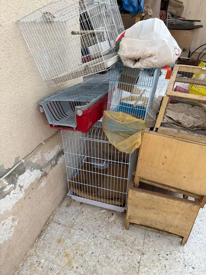 شبوك طيور او ارنب 1