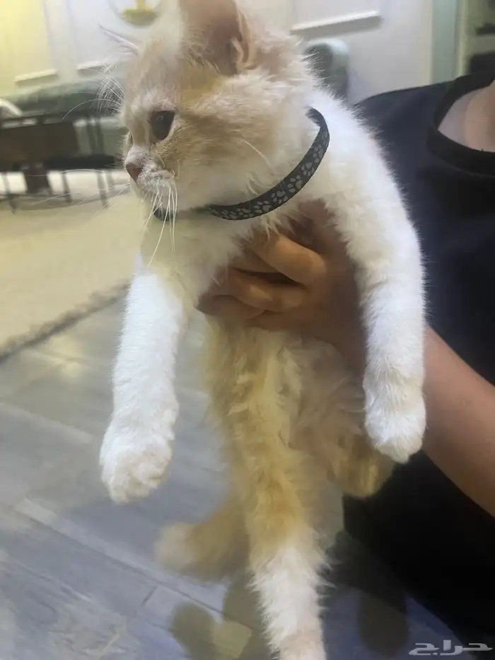 قطط للتبني 0