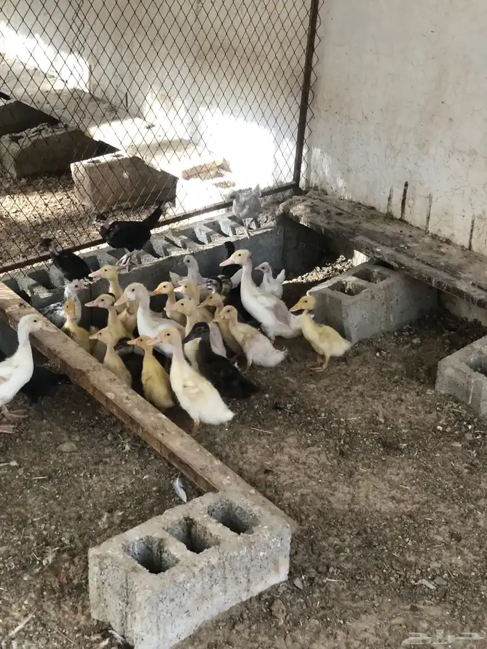 سمان بط دجاج صوص 0