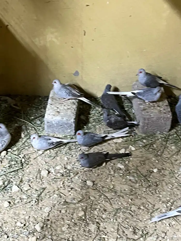 حمام ماسي منتج نظيف 5