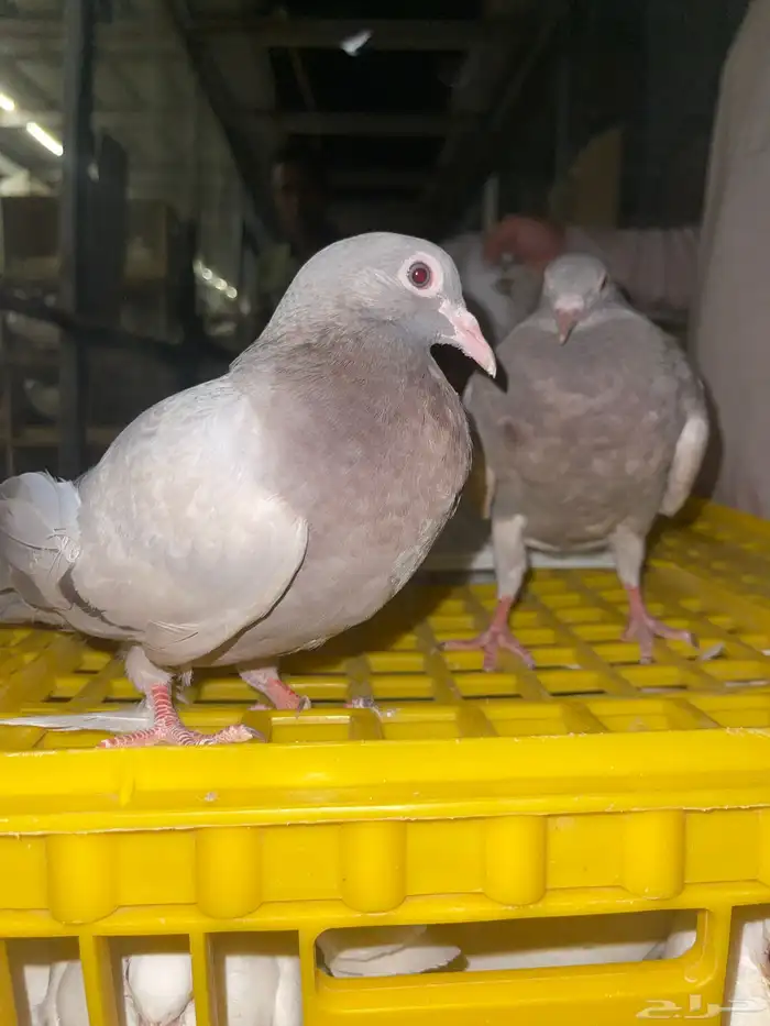 فراخه حمام 0