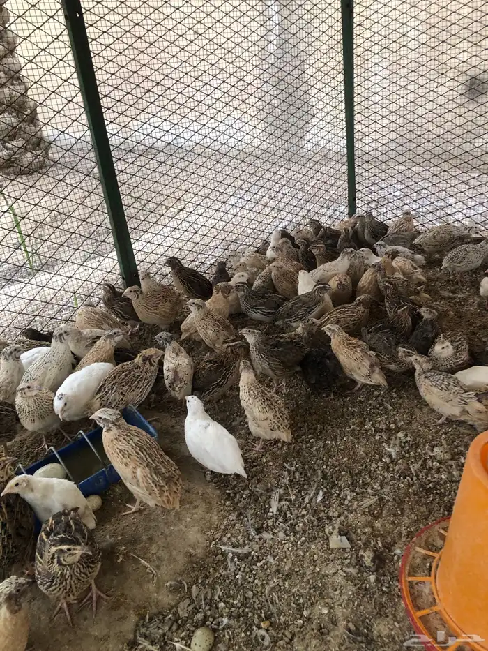 سمان بط دجاج صوص 5