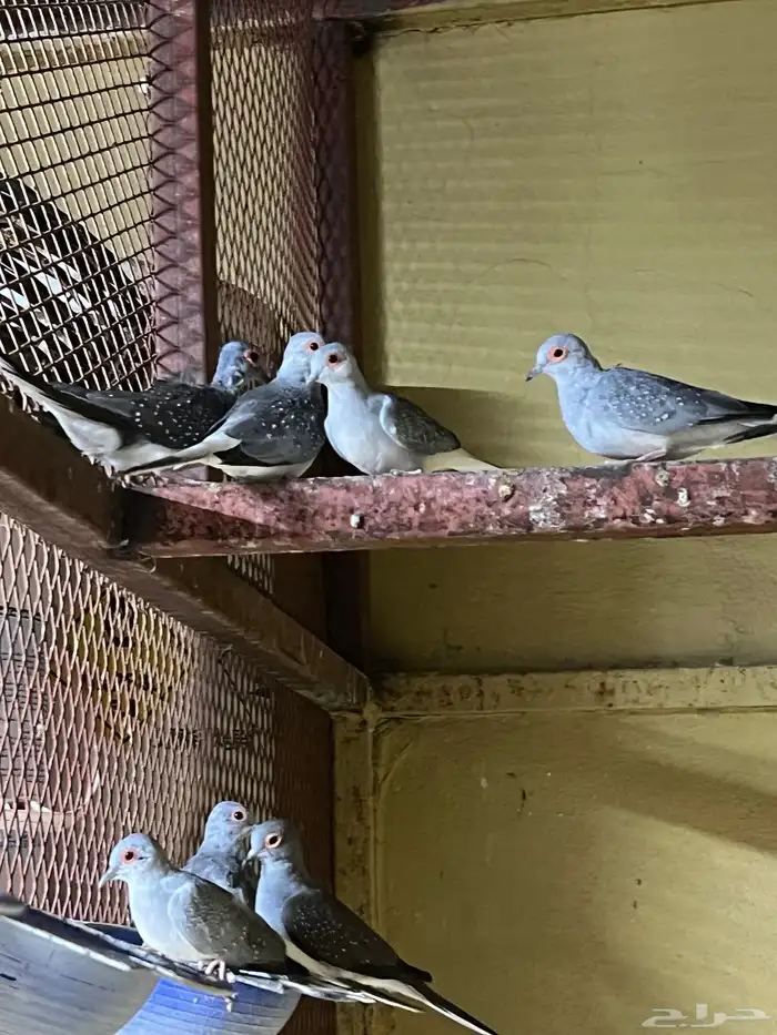 حمام ماسي منتج نظيف 2