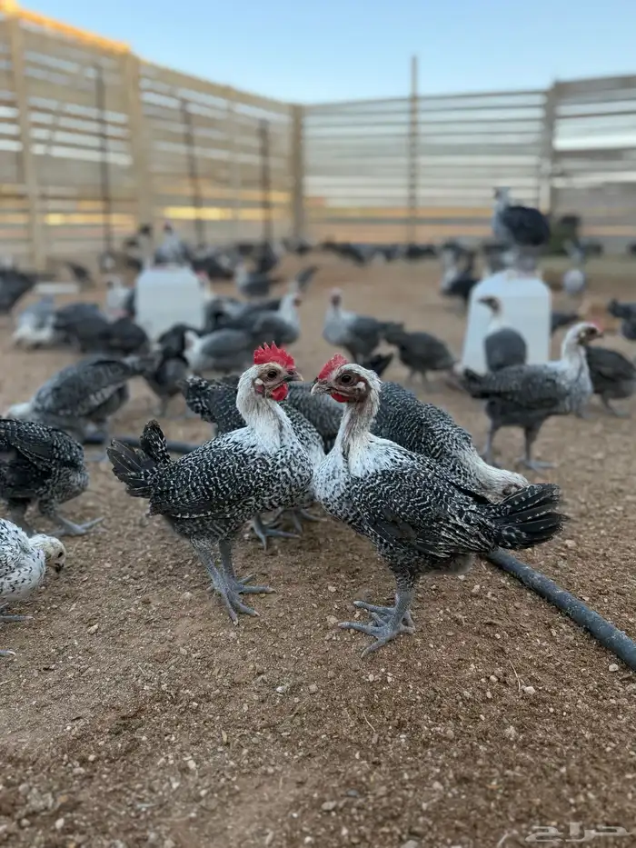 دجاج صوص فيومي .. تم البيع 1
