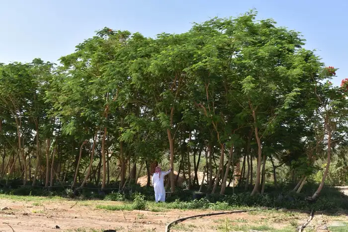 للبيع بالجملة جميع ( الأشجار والشتلات )بكافة احجامها  نجران 13