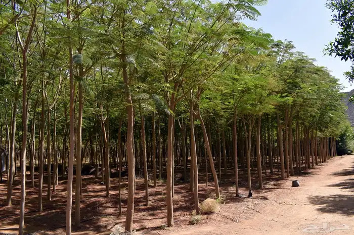 للبيع بالجملة جميع ( الأشجار والشتلات )بكافة احجامها  نجران 12