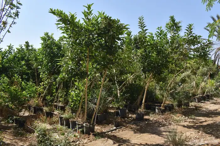 للبيع بالجملة جميع ( الأشجار والشتلات )بكافة احجامها  نجران 15