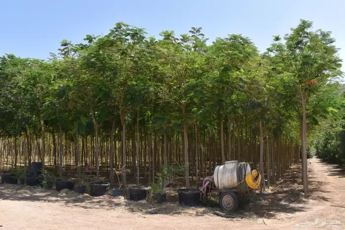 للبيع بالجملة جميع ( الأشجار والشتلات )بكافة احجامها  نجران 11