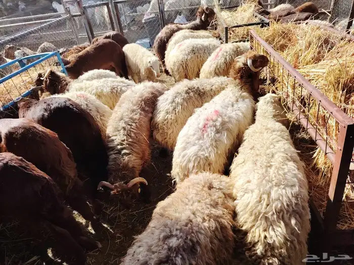 بربري وتيوس ونعيمي وسواكن 12