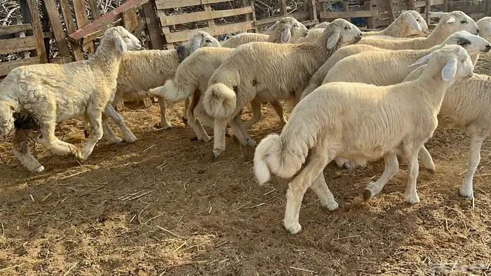 طليان كبار طيبه طرف وشعره وفل شحم( تم البيع ) 4